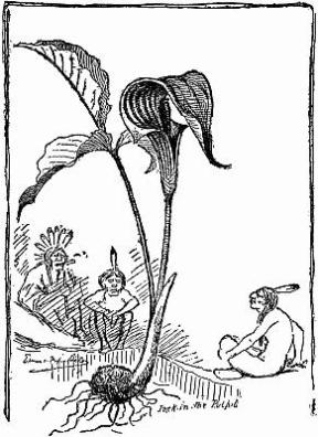 Скауты в лесах - img_25.jpeg