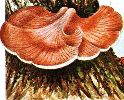 Скауты в лесах - img_27.jpeg