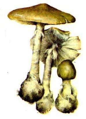 Скауты в лесах - img_28.jpeg