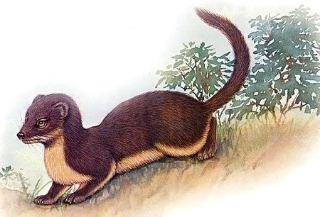 Скауты в лесах - img_29.jpeg