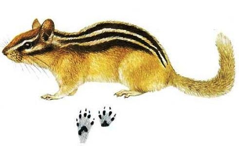 Скауты в лесах - img_30.jpeg