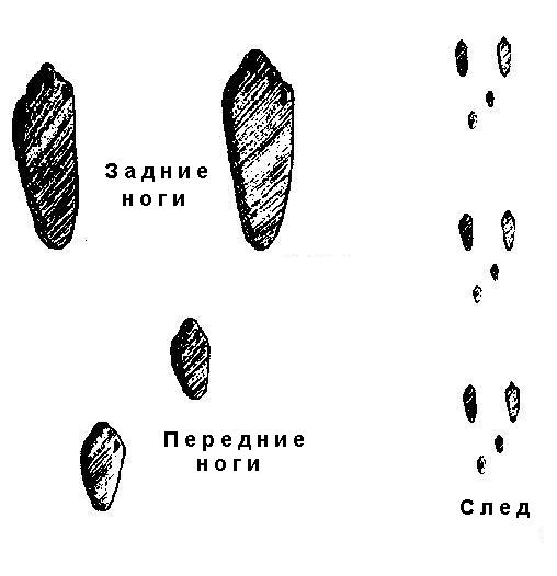 Скауты в лесах - img_37.jpeg