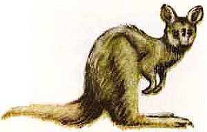 Соседи по планете Млекопитающие - i_017.jpg