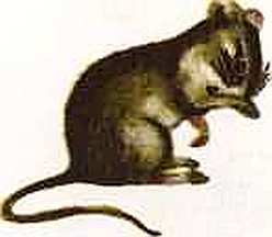 Соседи по планете Млекопитающие - i_018.jpg