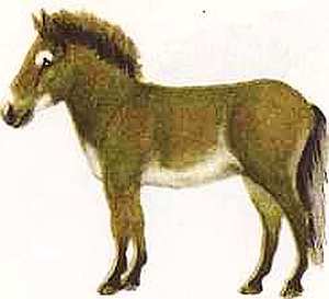 Соседи по планете Млекопитающие - i_020.jpg