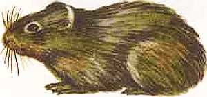 Соседи по планете Млекопитающие - i_023.jpg