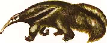 Соседи по планете Млекопитающие - i_024.jpg