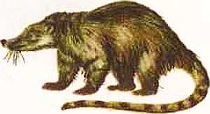 Соседи по планете Млекопитающие - i_025.jpg