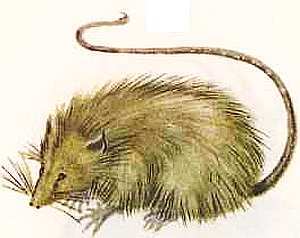 Соседи по планете Млекопитающие - i_027.jpg