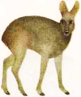 Соседи по планете Млекопитающие - i_028.jpg