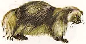 Соседи по планете Млекопитающие - i_031.jpg