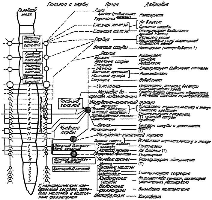 Внутренняя среда организма - i_001.png
