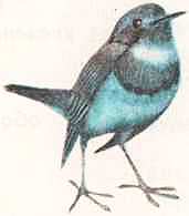 Соседи по планете: Птицы - i_005.jpg