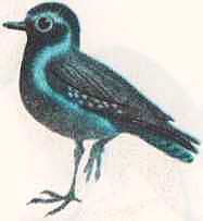 Соседи по планете: Птицы - i_006.jpg