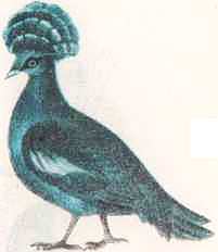 Соседи по планете: Птицы - i_007.jpg