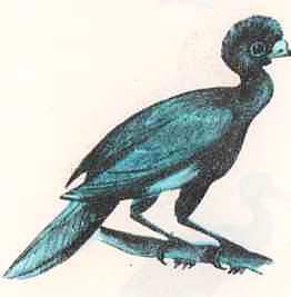 Соседи по планете: Птицы - i_010.jpg