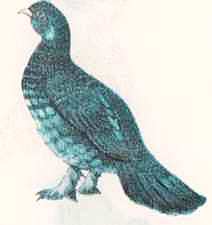 Соседи по планете: Птицы - i_011.jpg