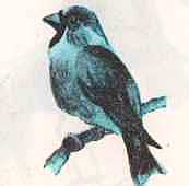 Соседи по планете: Птицы - i_012.jpg