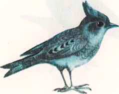 Соседи по планете: Птицы - i_013.jpg