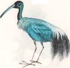 Соседи по планете: Птицы - i_015.jpg