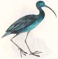 Соседи по планете: Птицы - i_017.jpg