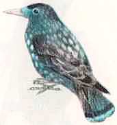 Соседи по планете: Птицы - i_018.jpg