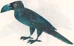 Соседи по планете: Птицы - i_019.jpg