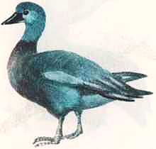 Соседи по планете: Птицы - i_022.jpg