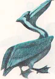 Соседи по планете: Птицы - i_025.jpg