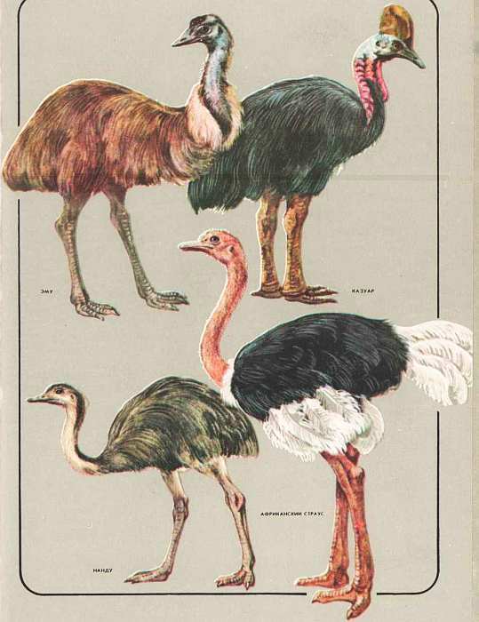 Соседи по планете: Птицы - i_047.jpg