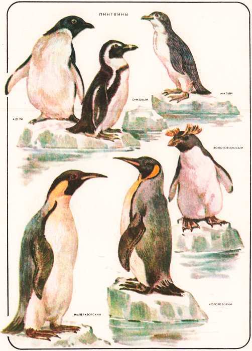 Соседи по планете: Птицы - i_048.jpg