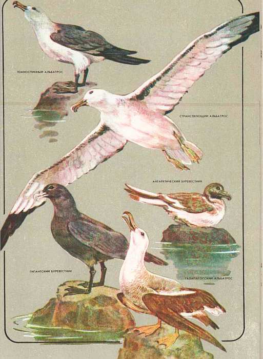 Соседи по планете: Птицы - i_049.jpg