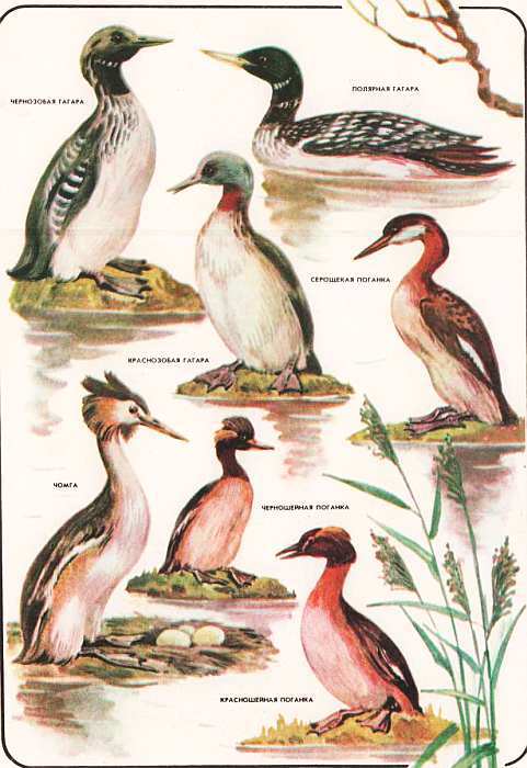 Соседи по планете: Птицы - i_050.jpg