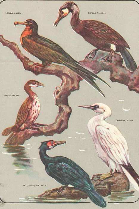 Соседи по планете: Птицы - i_051.jpg