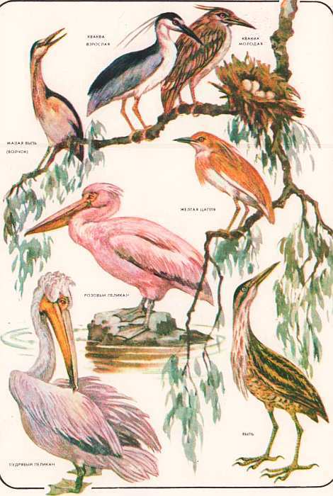 Соседи по планете: Птицы - i_052.jpg