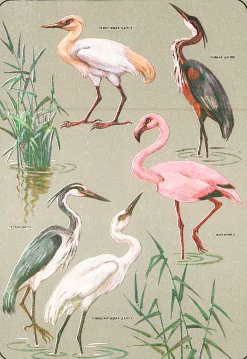 Соседи по планете: Птицы - i_053.jpg