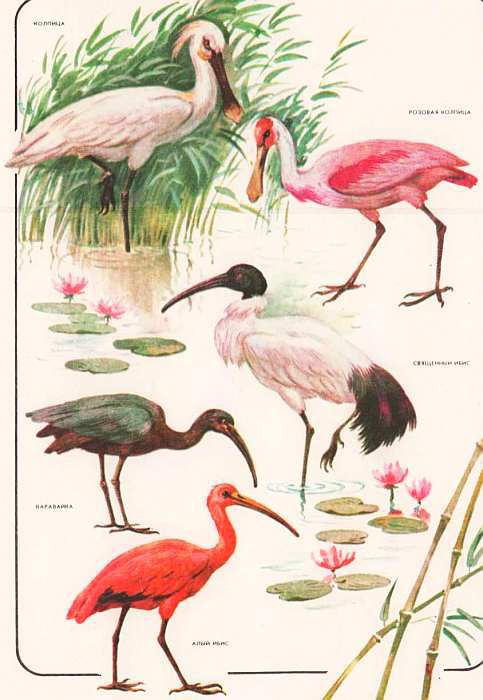 Соседи по планете: Птицы - i_054.jpg