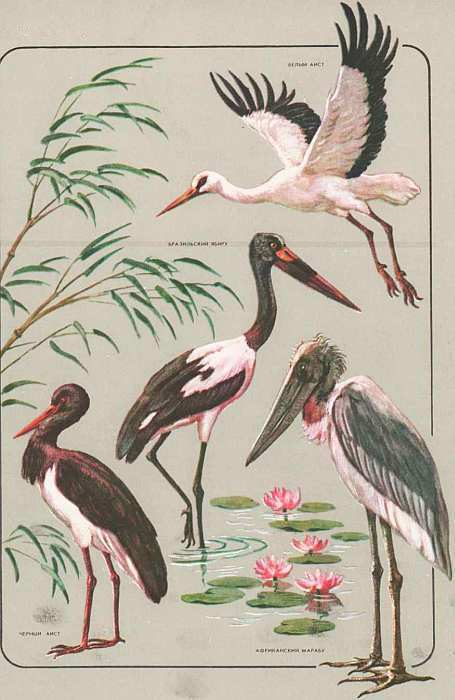 Соседи по планете: Птицы - i_055.jpg