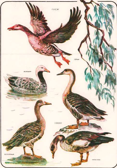 Соседи по планете: Птицы - i_056.jpg