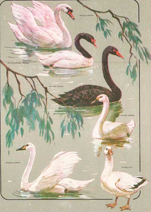 Соседи по планете: Птицы - i_057.jpg