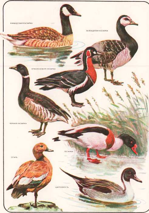 Соседи по планете: Птицы - i_058.jpg