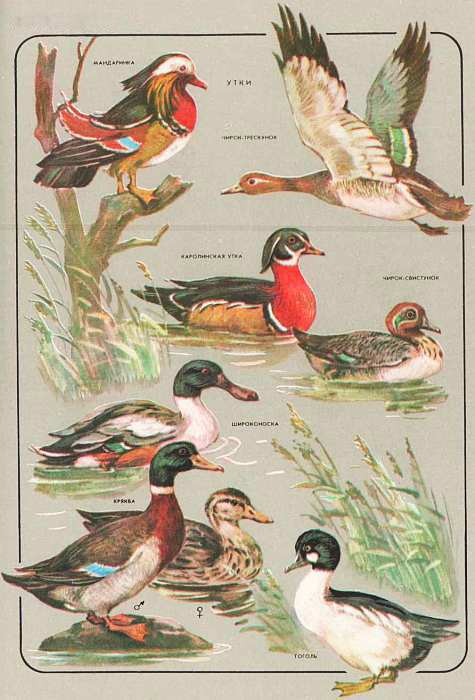 Соседи по планете: Птицы - i_059.jpg