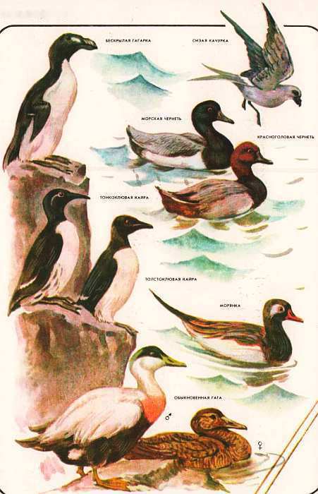 Соседи по планете: Птицы - i_060.jpg