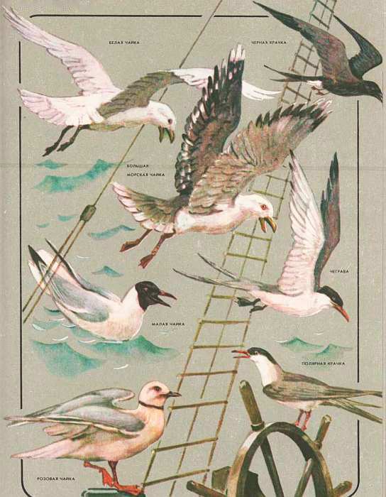 Соседи по планете: Птицы - i_061.jpg