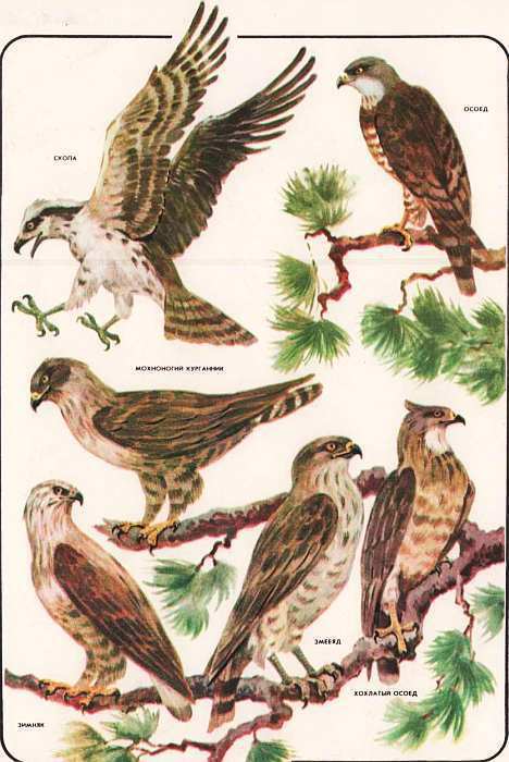 Соседи по планете: Птицы - i_062.jpg