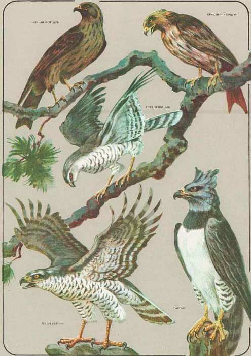 Соседи по планете: Птицы - i_063.jpg