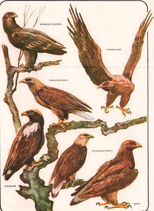 Соседи по планете: Птицы - i_064.jpg