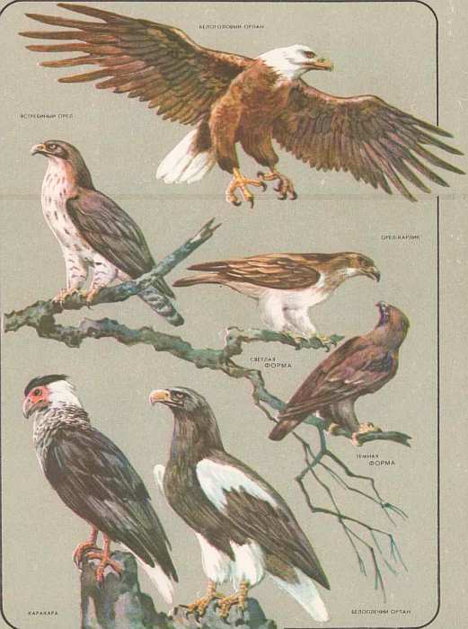 Соседи по планете: Птицы - i_065.jpg