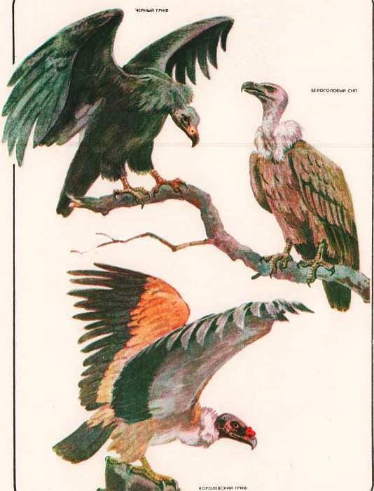 Соседи по планете: Птицы - i_066.jpg