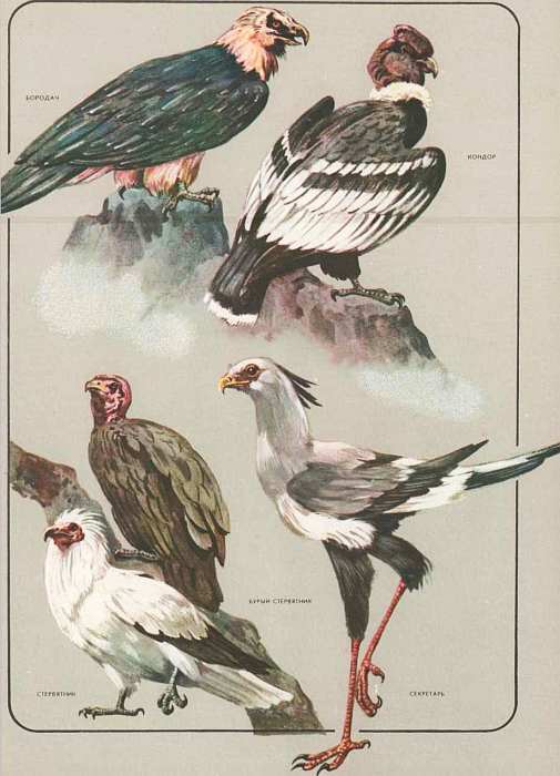 Соседи по планете: Птицы - i_067.jpg